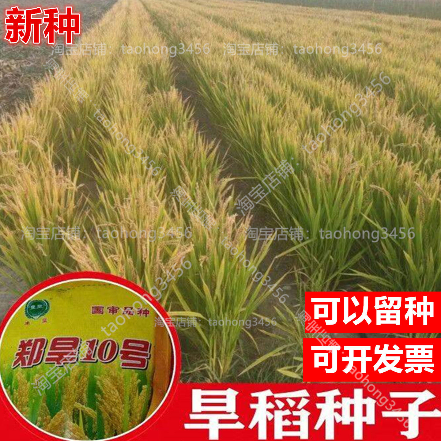 旱稻种子郑旱10号圆粒可留种江苏安徽山东河南麦茬地高产水稻种子