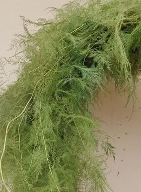 永生花文竹树枝空间设计插花diy材料花艺配草婚礼橱窗装饰布置