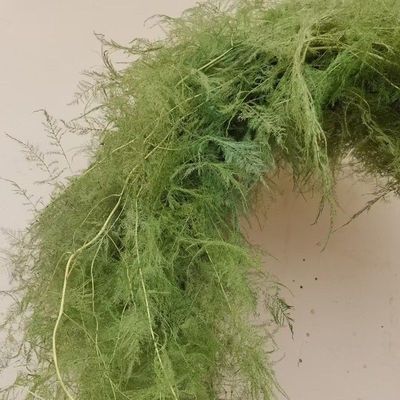 永生花文竹树枝空间设计插花diy材料花艺配草婚礼橱窗装饰布置