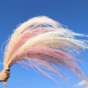 吊米永生花龙须草干花天然真花ins家居插花装 摆设 饰婚礼墙面软装