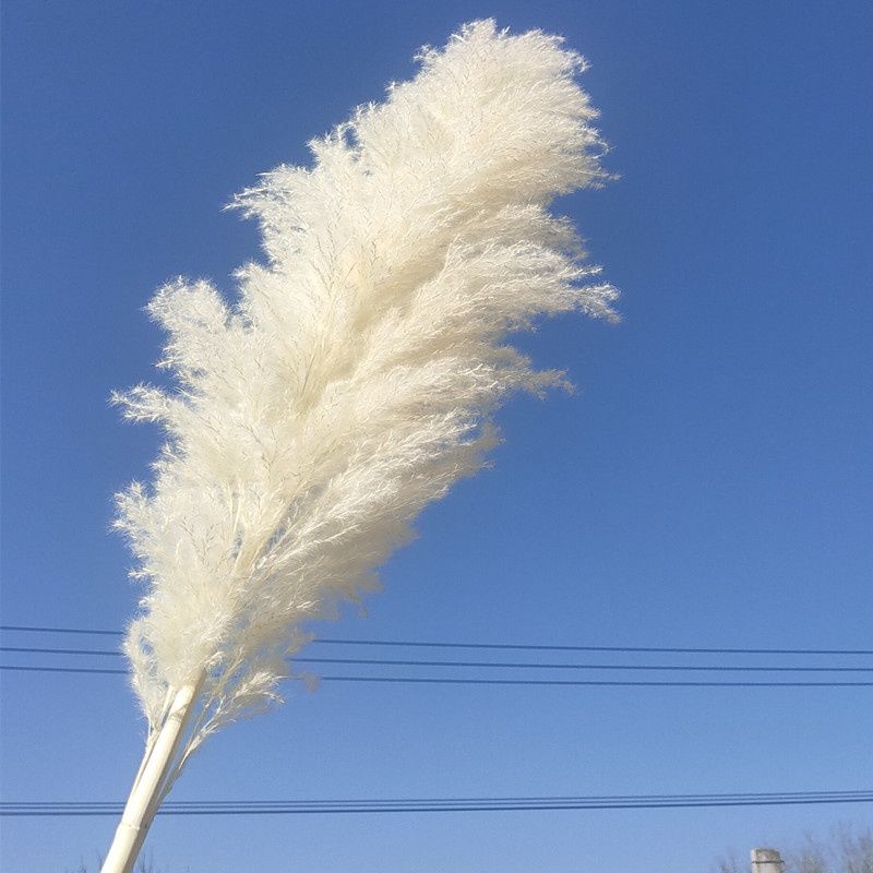 新品网红进口大蒲苇芦苇干花花束天然超大蓬松落地摆件婚庆永生花
