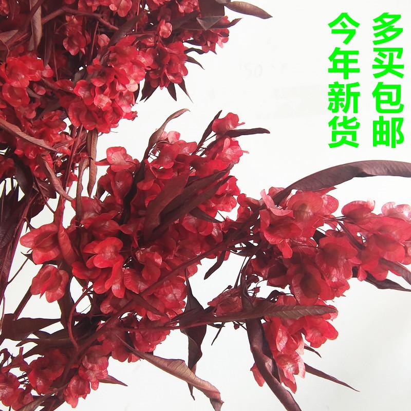 永生花迎客豆新年婚庆红