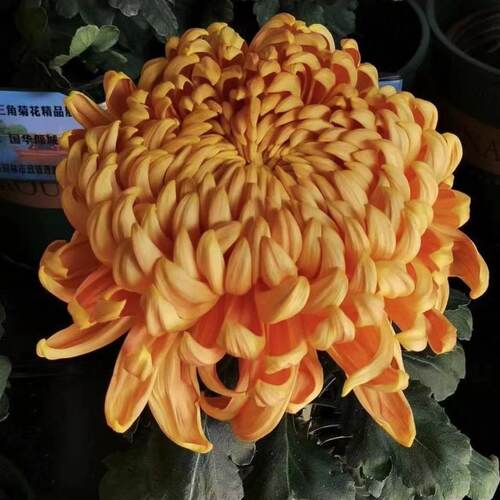 【带花苞】橙国华太平红叶大花型菊花盆栽基地直销包对版阳台庭院