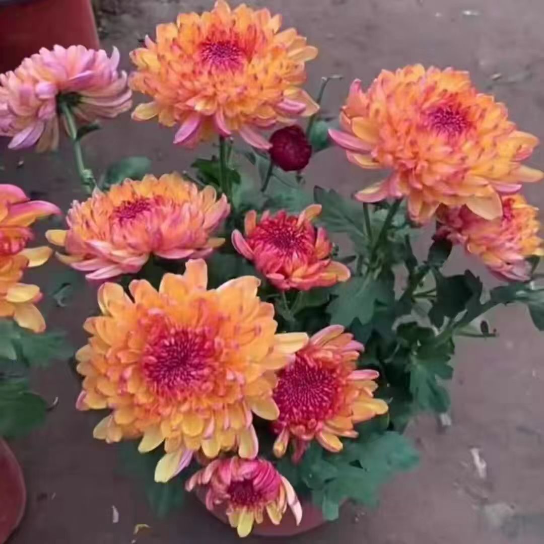 【带花苞】带花苞变色菊大苗花盆