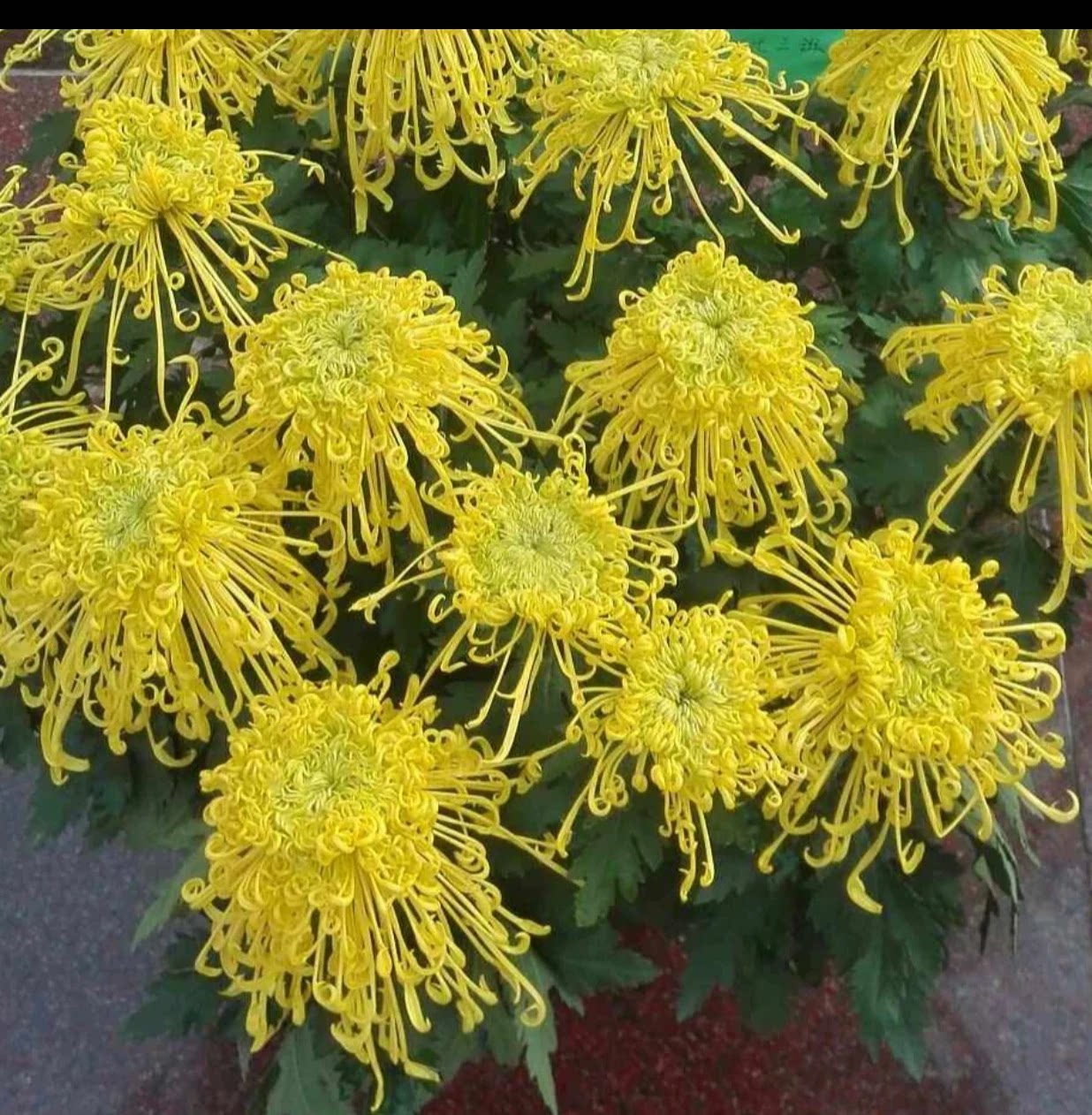 【带花苞】黄千丝大花型菊花盆栽基地直销包对版阳台庭院耐寒特色图片