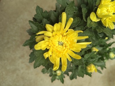 【带花苞发货】黄冠盆栽菊花苗室内外阳台花卉好养
