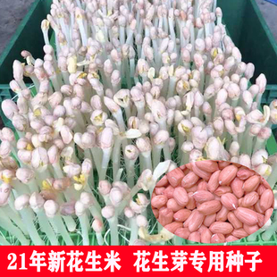 花生芽苗菜种子25年米生新不带壳农家自种花育16人工手剥粉皮大粒