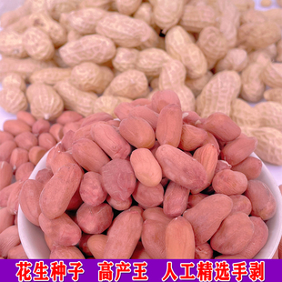 花生种子籽高产早熟花育25生新带壳山东大粒花生米可发芽粉皮饱满