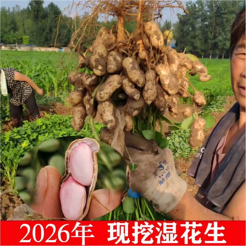 2026年新鲜现挖湿花生带壳饱满