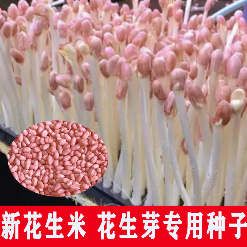 22年花生芽种子手剥花生米