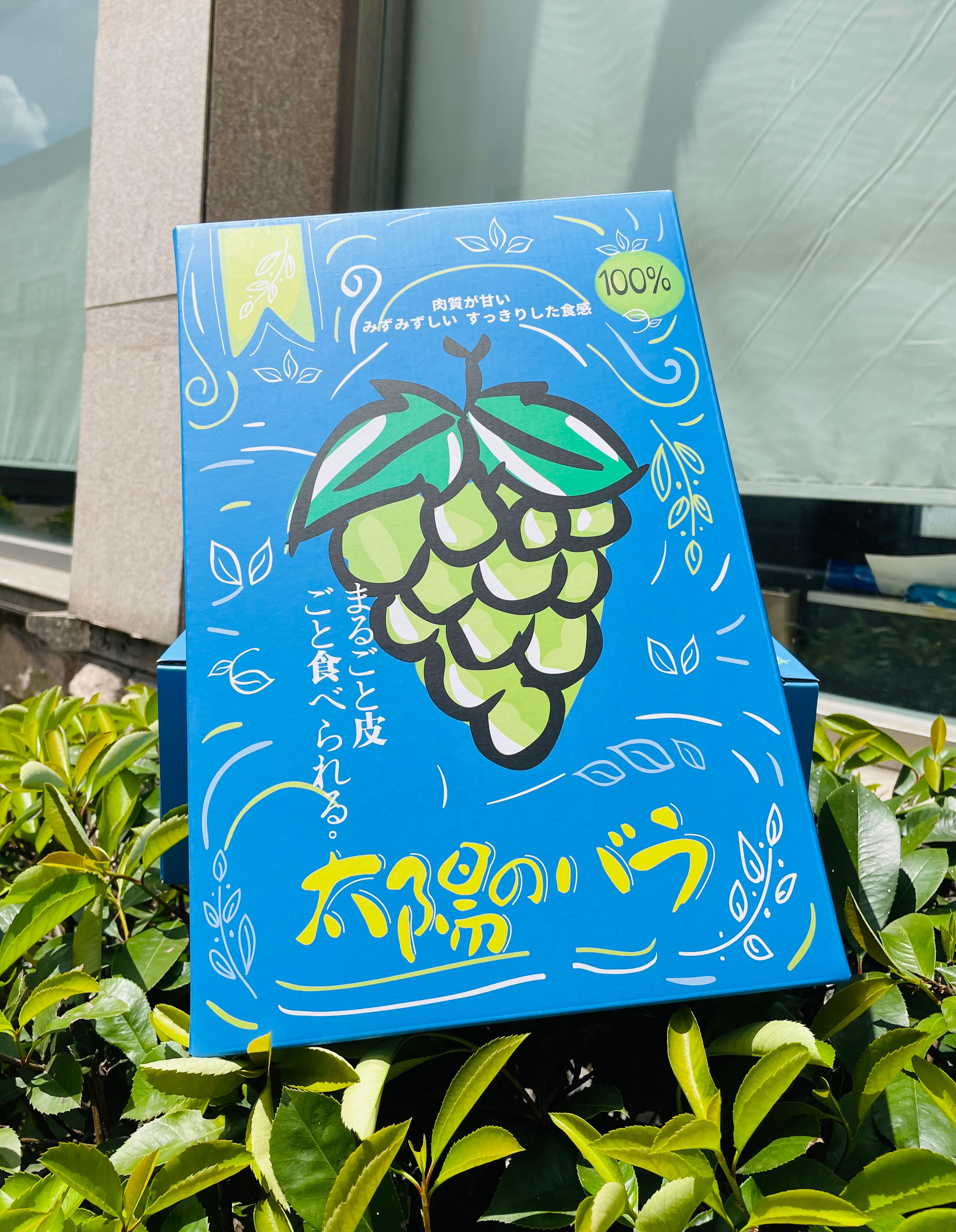 3串装阳光玫瑰晴王葡萄包装盒日本青提通用礼品盒空盒子水果礼盒