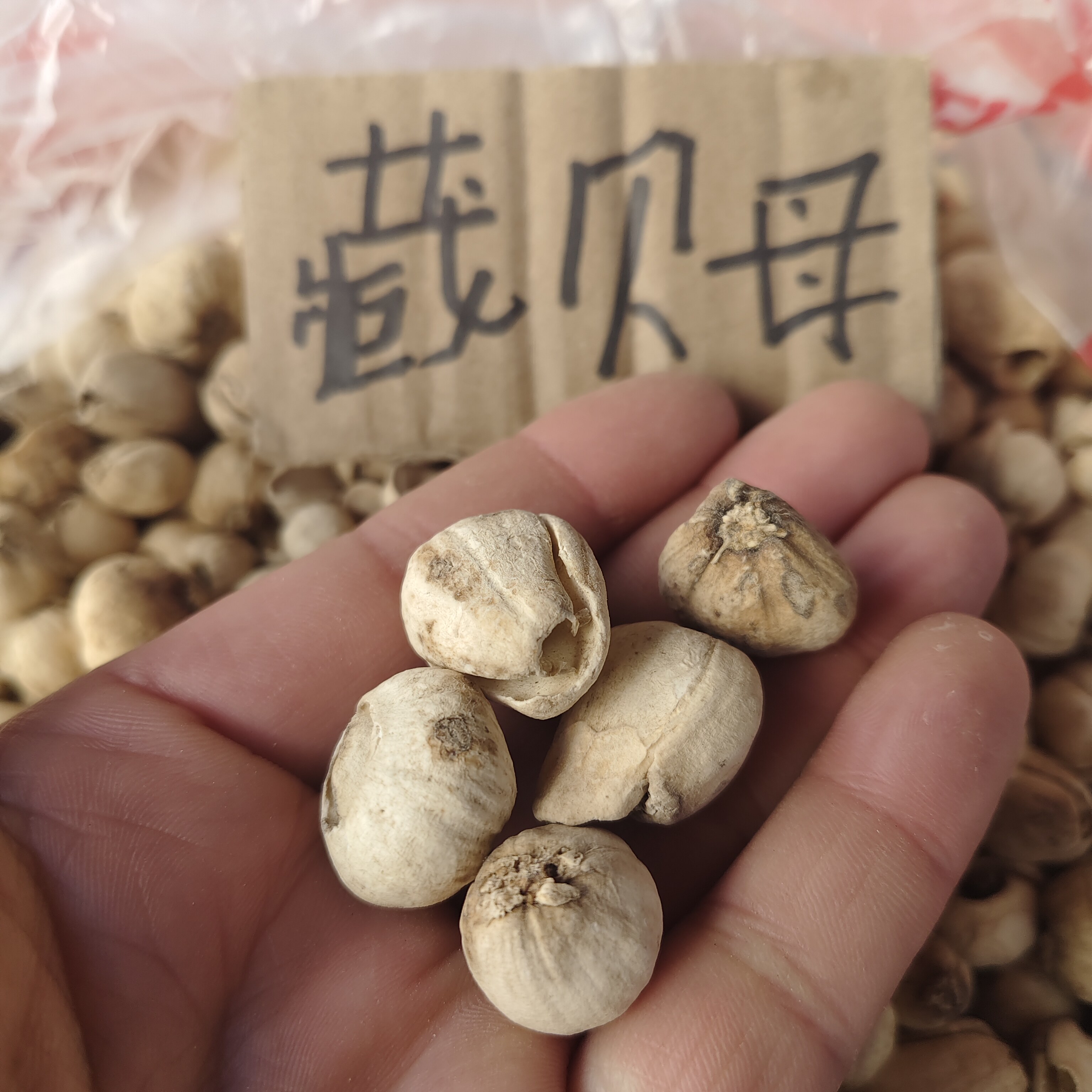 藏贝母西藏高海拔高原特色野生中药材川贝母特选精品10g起包邮