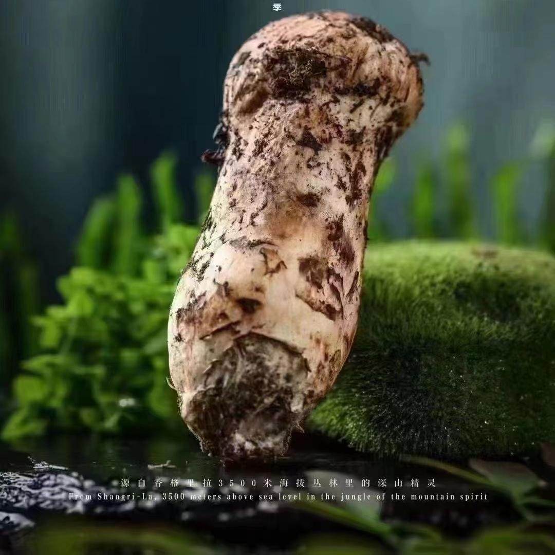 【每日价不同】5-7cm 松茸新鲜26年云南香格里拉特产新鲜食用菌菇