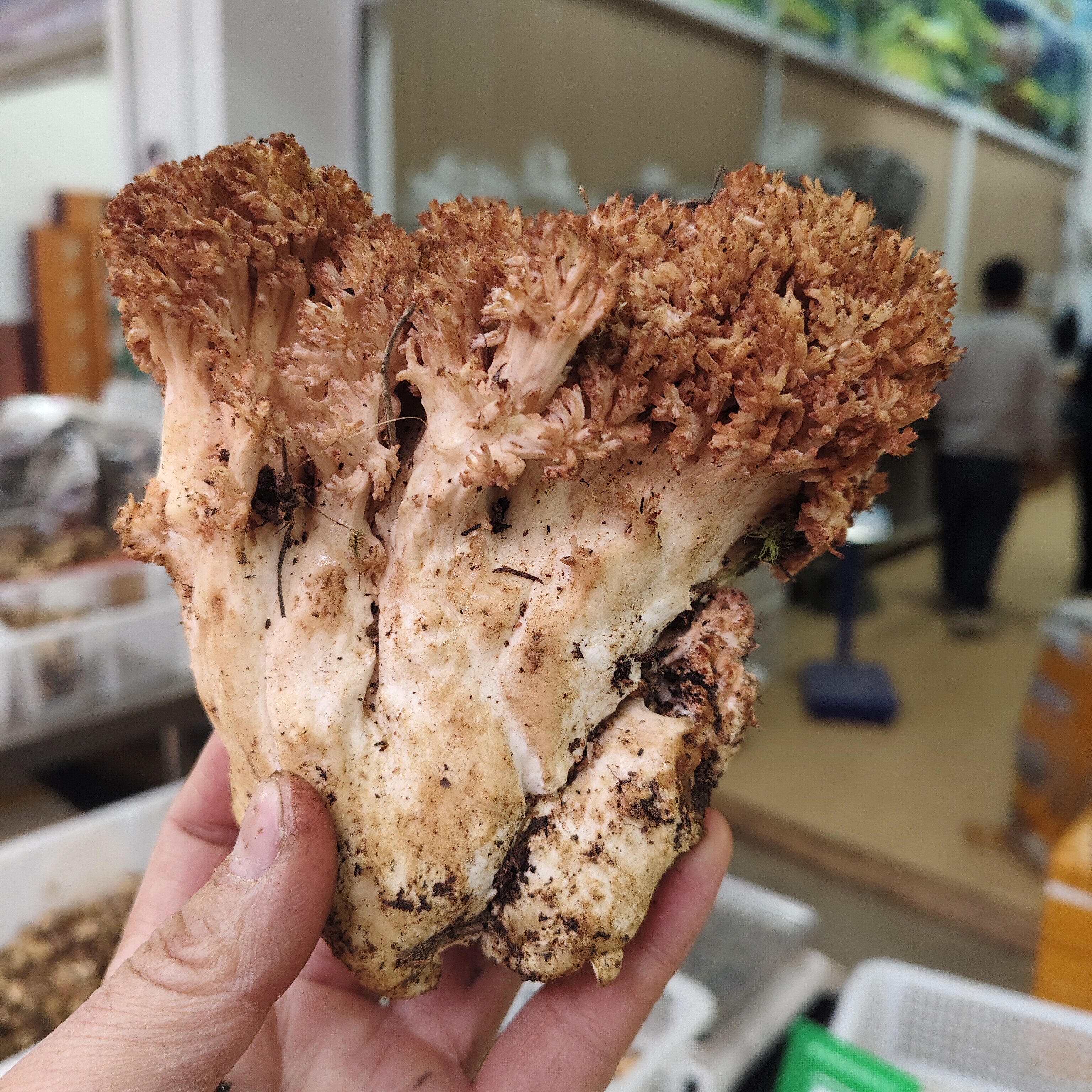 云南特产野生珊瑚菌新鲜野生菌食用菌扫把菌龙瓜菌腊肉炒火锅顺丰
