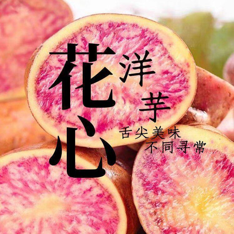 云南丽江七彩土豆现挖新鲜红皮红心小土豆当季蔬菜马铃薯洋芋包邮