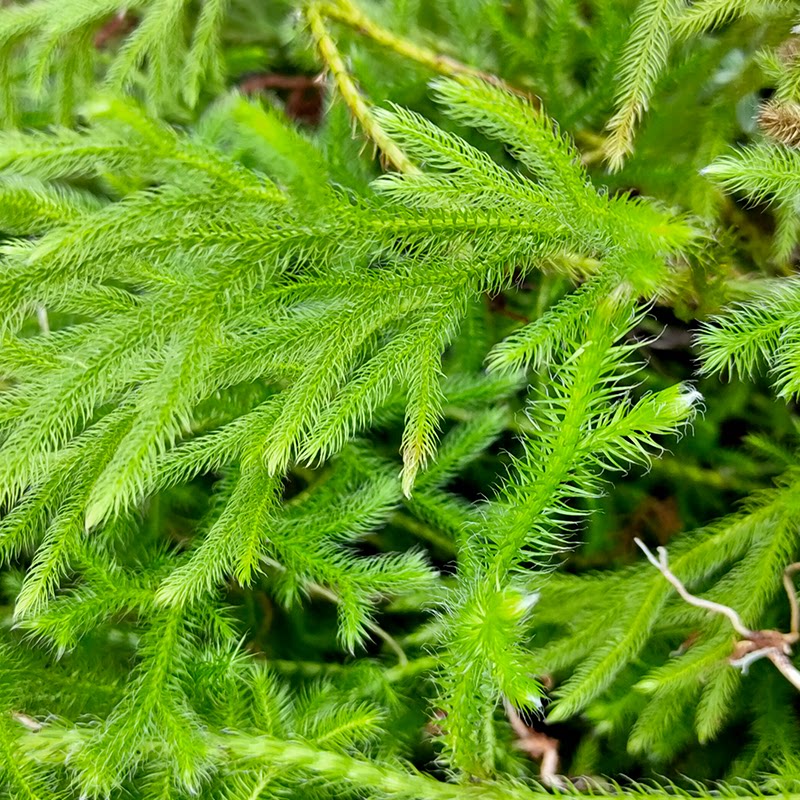 舒筋草野生云南地道药材 筋骨草 伸筋草石松狮子 过山龙500干货