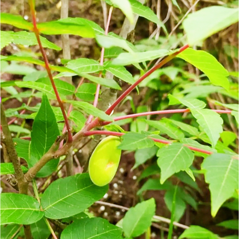 五倍子云南地道中药材 五倍子果 肚倍百虫仓百药煎干果500g