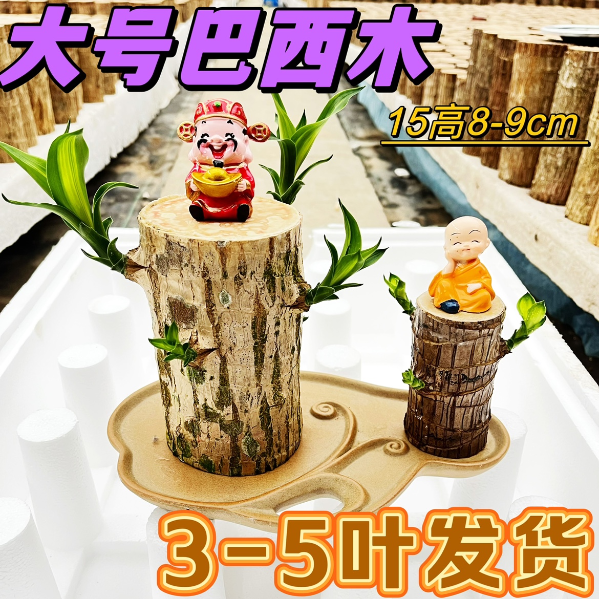 【带叶子巴西木】带芽发货水养巨无霸特大号粗幸运木可开花老桩盆