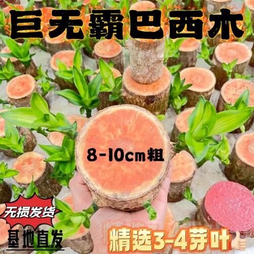 大号老桩巴西木室内好养可开花