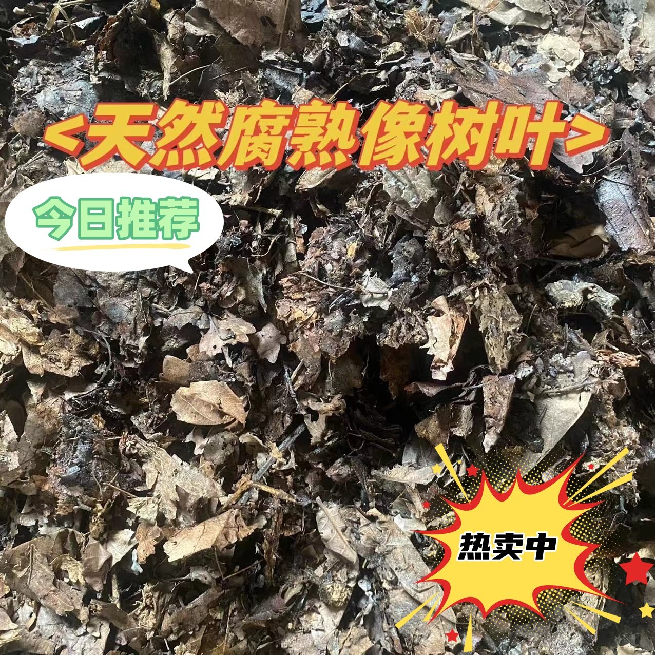 纯天然腐熟橡树叶营养土君子兰兰花绿萝通用型种植酸性有机营养土