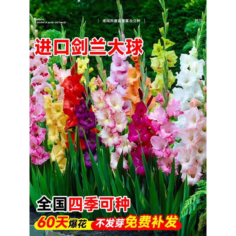 进口剑兰种球切花室内外庭院唐菖蒲种四季易活耐寒植物多年生花卉
