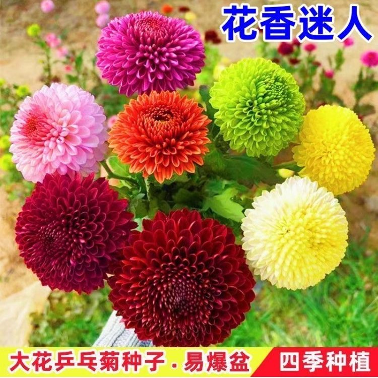 七彩乒乓菊花种子彩色糖果菊种子四季播种易种易活室内外盆栽花籽