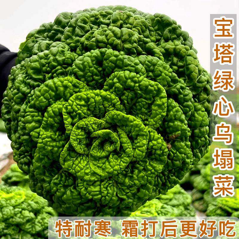 黑心乌塌菜种子耐寒乌塌菜种孑青菜白菜春秋四季阳台盆栽蔬菜种籽