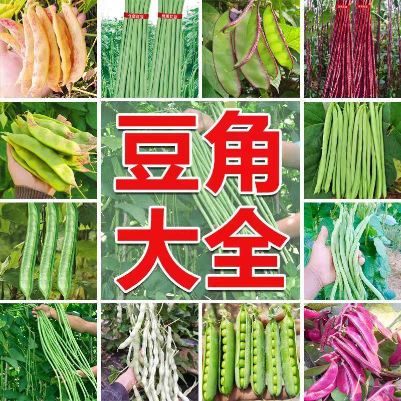 四季蔬菜种子长豆角种子架豆芸豆春夏秋豇豆家庭院种植易种豆角种
