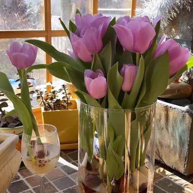 10颗郁金香种球水培花卉盆栽重瓣植物室内外四季开花土花种