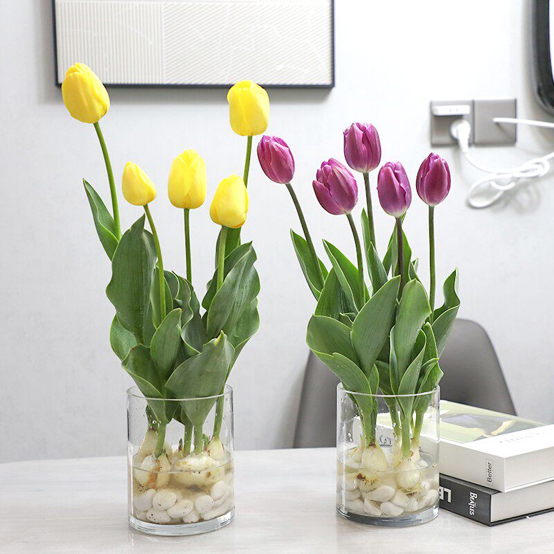 水培郁金香种球花卉盆栽重瓣植物室内外四季开花好养活花种子耐寒