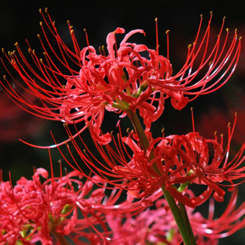 彼岸花曼珠沙华盆栽红花换锦石蒜