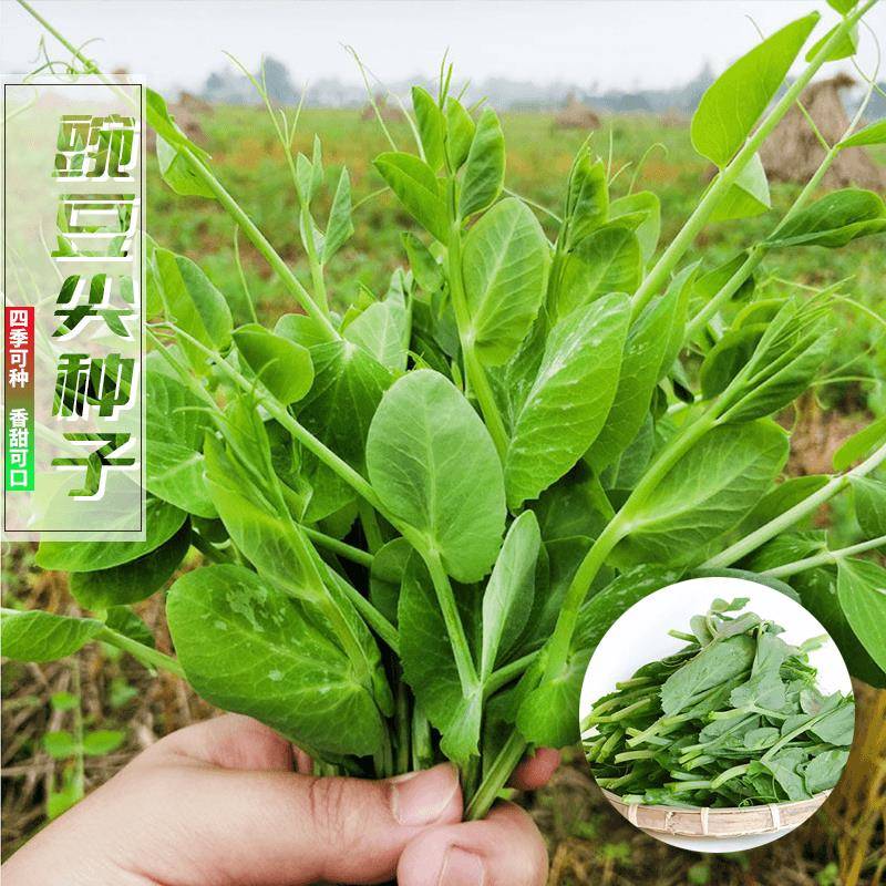 【6.9元3包四季豌豆尖】种子阳台四季可种植盆栽花盆火锅热炒凉拌