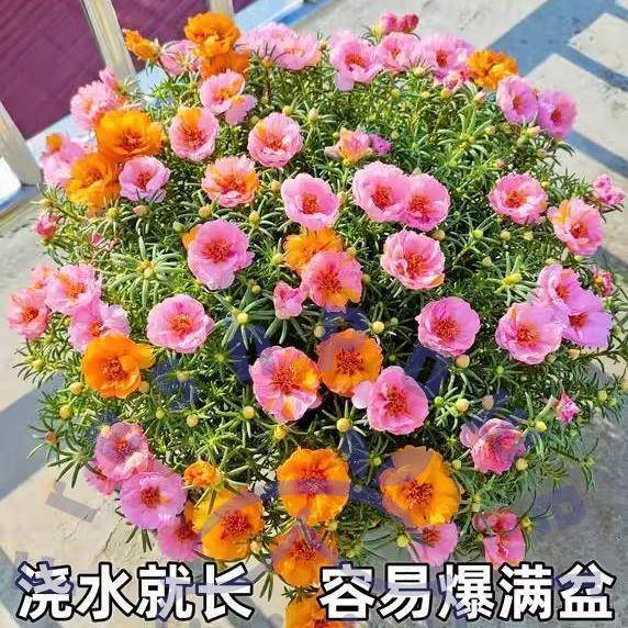 太阳花苗重瓣七彩混色带花苞发货进口网红宿根花卉盆栽苗四季开花