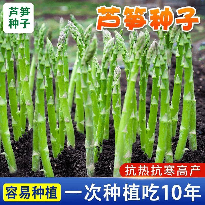 芦笋种籽根苗蔬菜种子种植丰富高产菜苗秧家庭阳台盆栽南北方植物