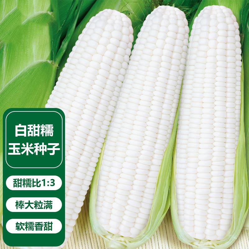 白甜糯玉米糯玉米种子耐旱春秋四季南北方种植玉米种子籽春播种植