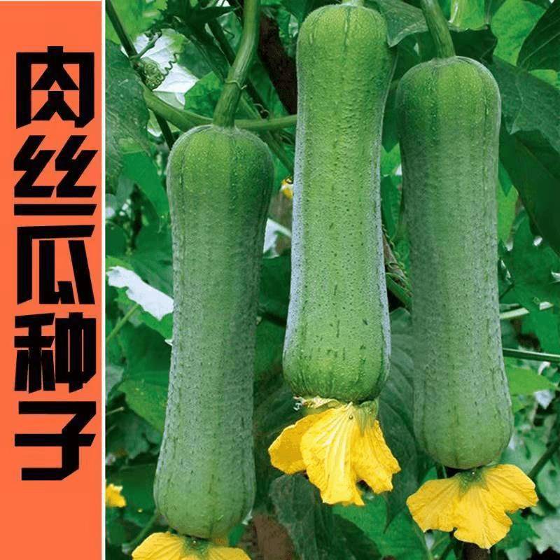 肉丝瓜种子肉瓜种籽春夏秋季庭院阳台种植菜种子四季蔬菜种子春季