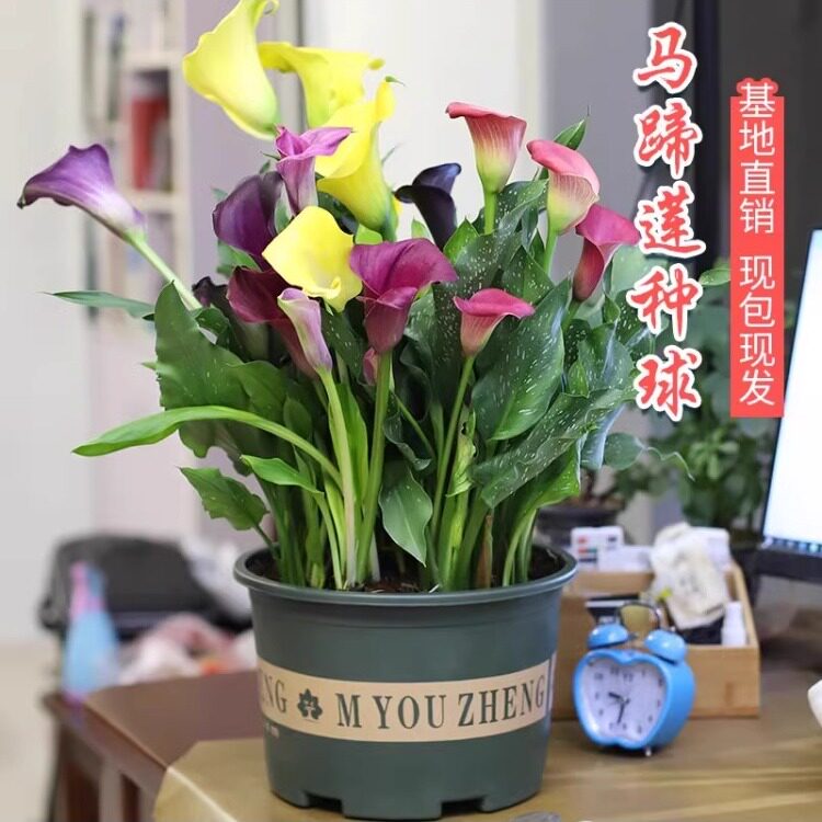 马蹄莲种球花种花卉盆栽四季种