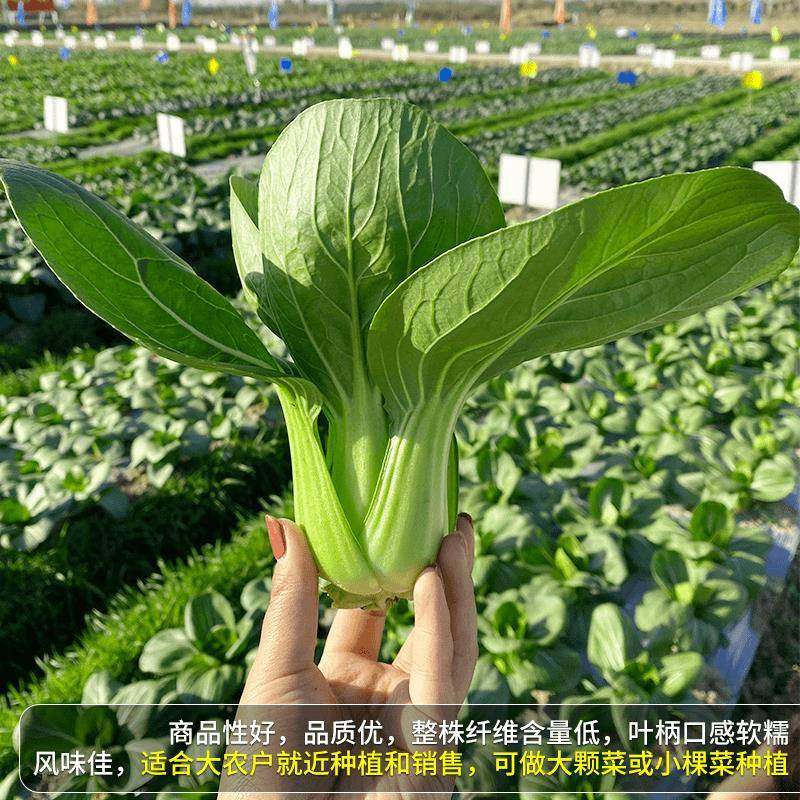 绿娜青梗菜抗热605青菜种子夏季耐热阳台小院蔬菜种籽种植种子