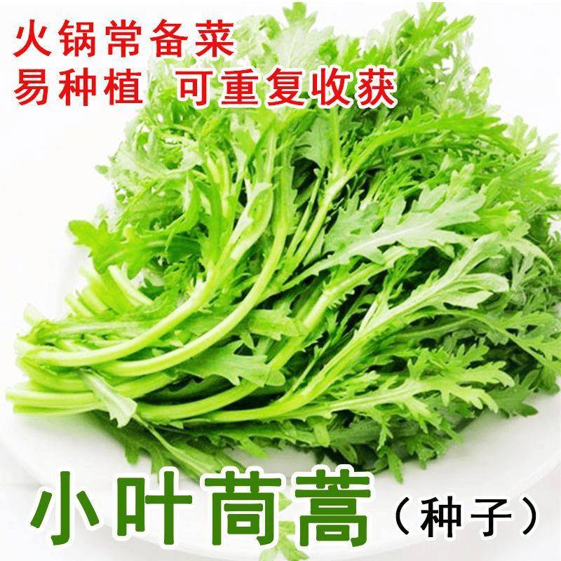 【割完又长】小叶茼蒿菜四季皇帝菜阳台庭院盆栽四季秋冬蔬菜新鲜