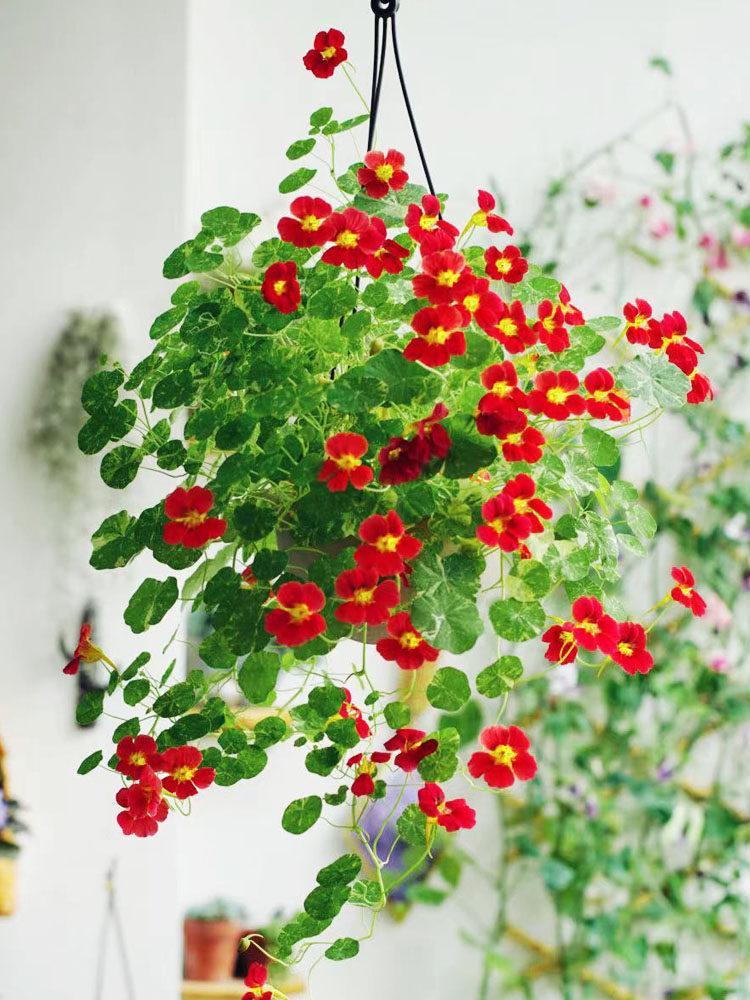 旱金莲花种子籽四季播种开花室内观赏植物种子室外易爆盆花卉盆栽