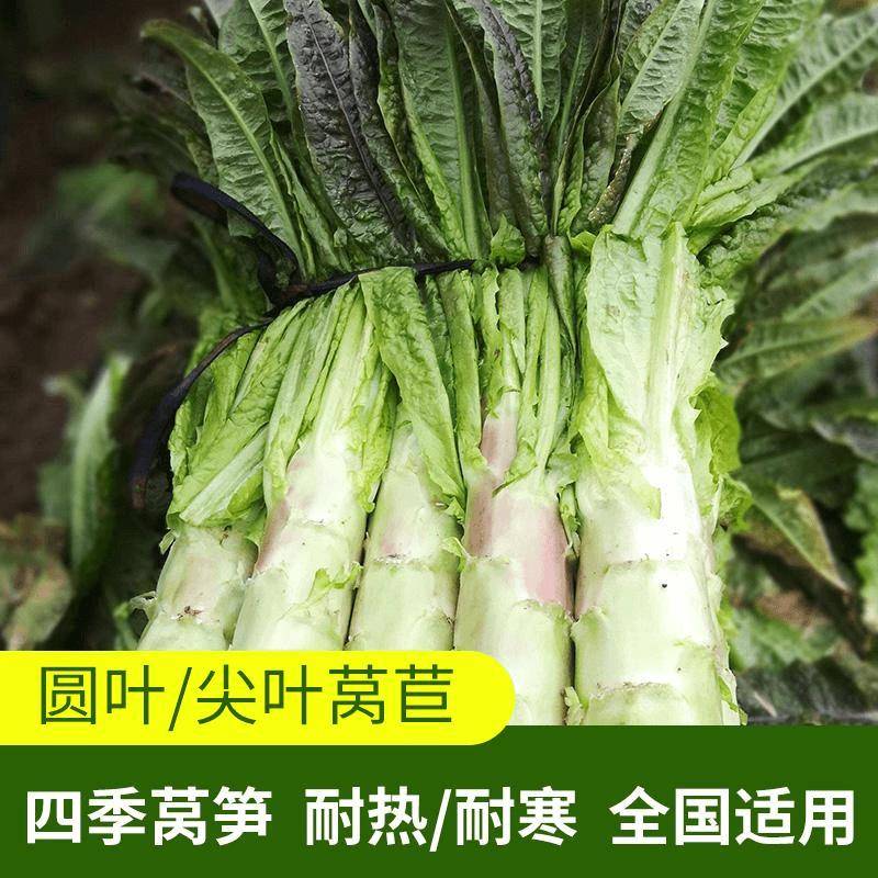 (拍2送1)莴笋种子四季播种红皮青皮莴笋种子家庭小院种植蔬菜籽
