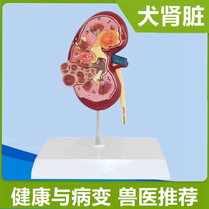 狗肾脏模型健h康病变比较动物内脏心脏标本兽医宠物医院摆件犬科