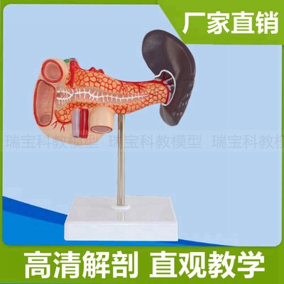 胰腺模型脾脏十二指肠人体1:1内脏消化器官医学生解剖教学用