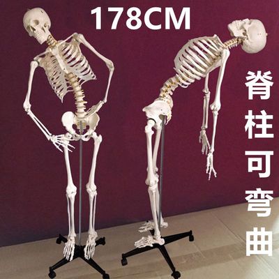 178厘米人体骨骼模型脊椎弯曲肌肉起止点关节韧V带素描骨架医用