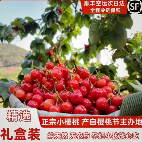 四川攀枝花小樱桃土恩桃新鲜水果