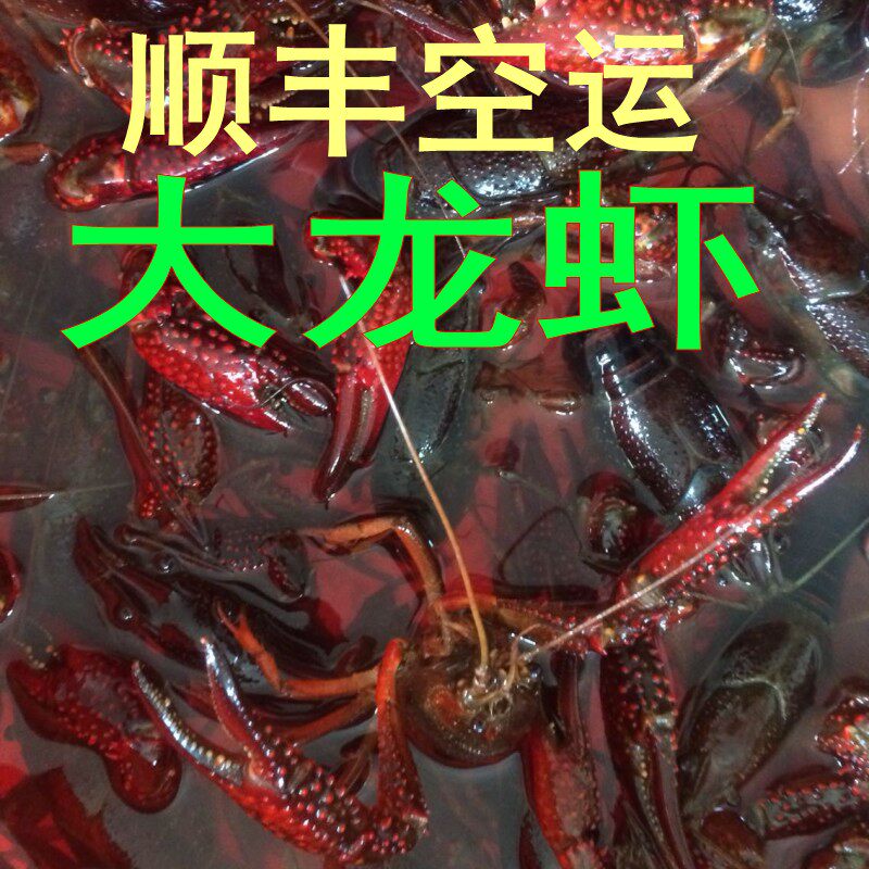 小龙虾鲜活活体江苏特产盱眙大龙虾每只789钱一两的生活虾