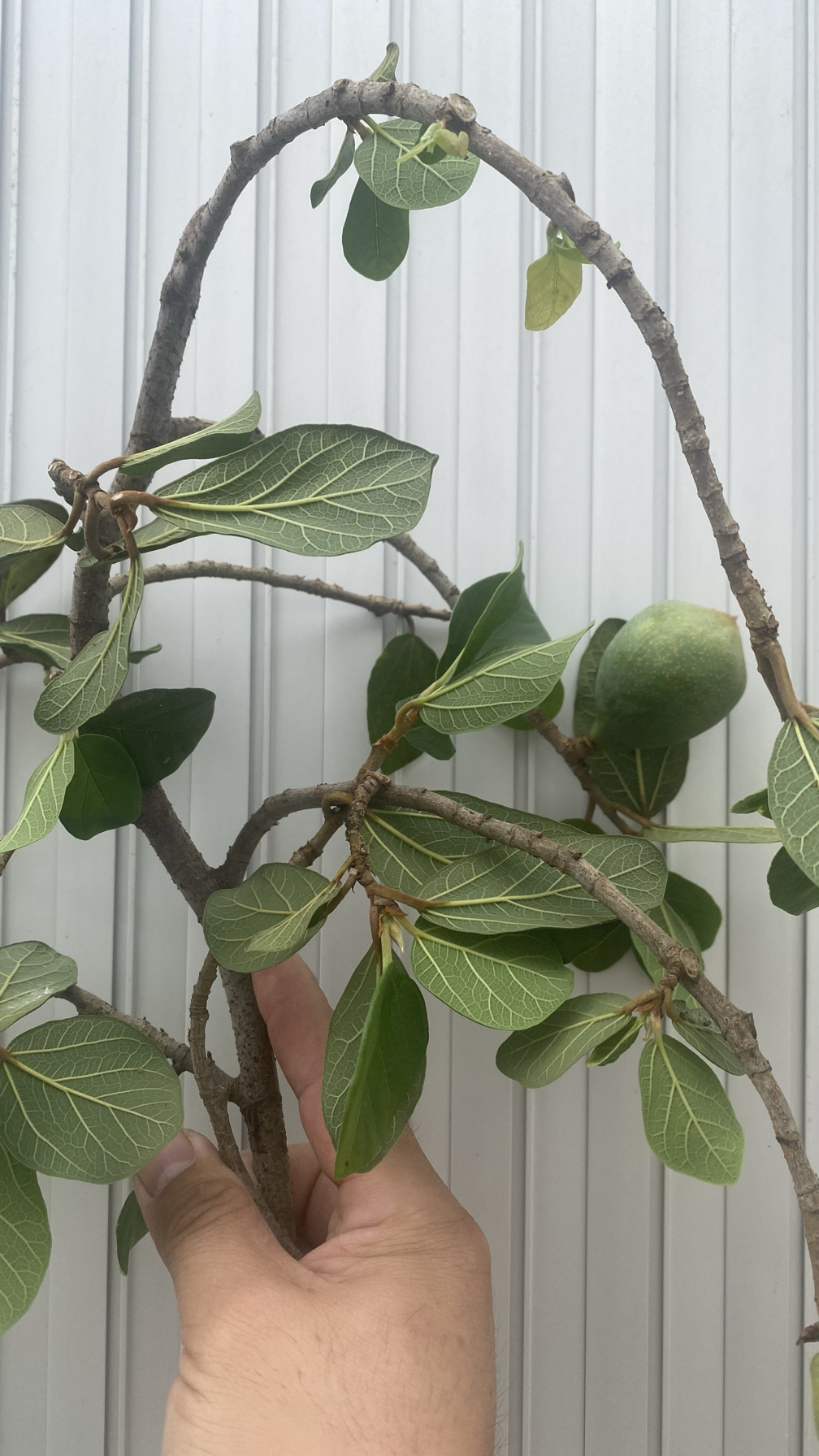 新鲜现摘薜荔根凉粉藤白凉粉果藤中草药木莲藤野生根现切霹荔根