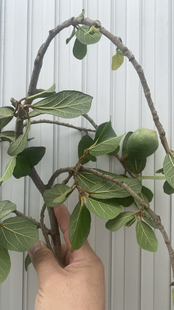 新鲜现摘薜荔根凉粉藤白凉粉果藤中草药木莲藤野生根现切霹荔根