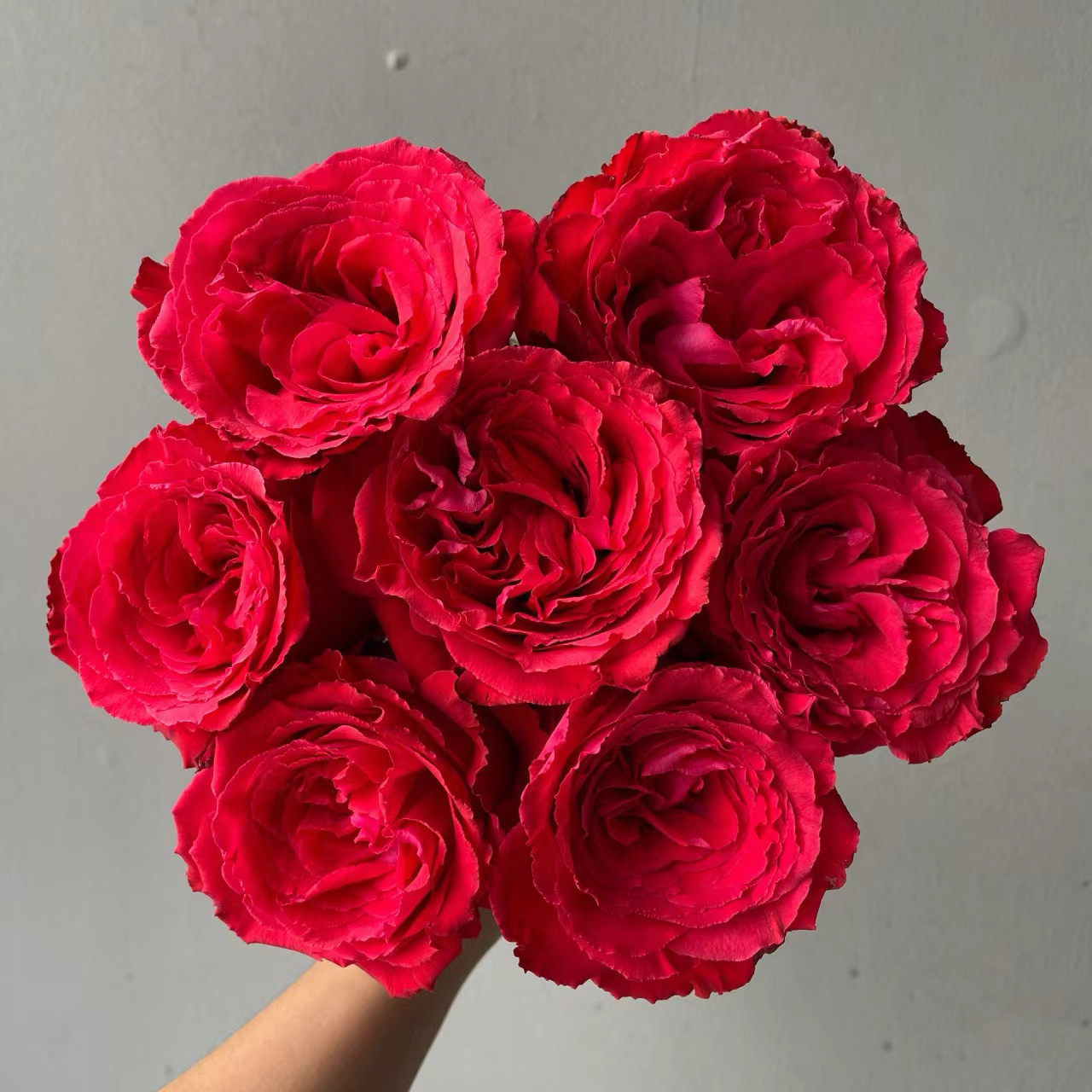 帝王月季花苗红色大花盆栽