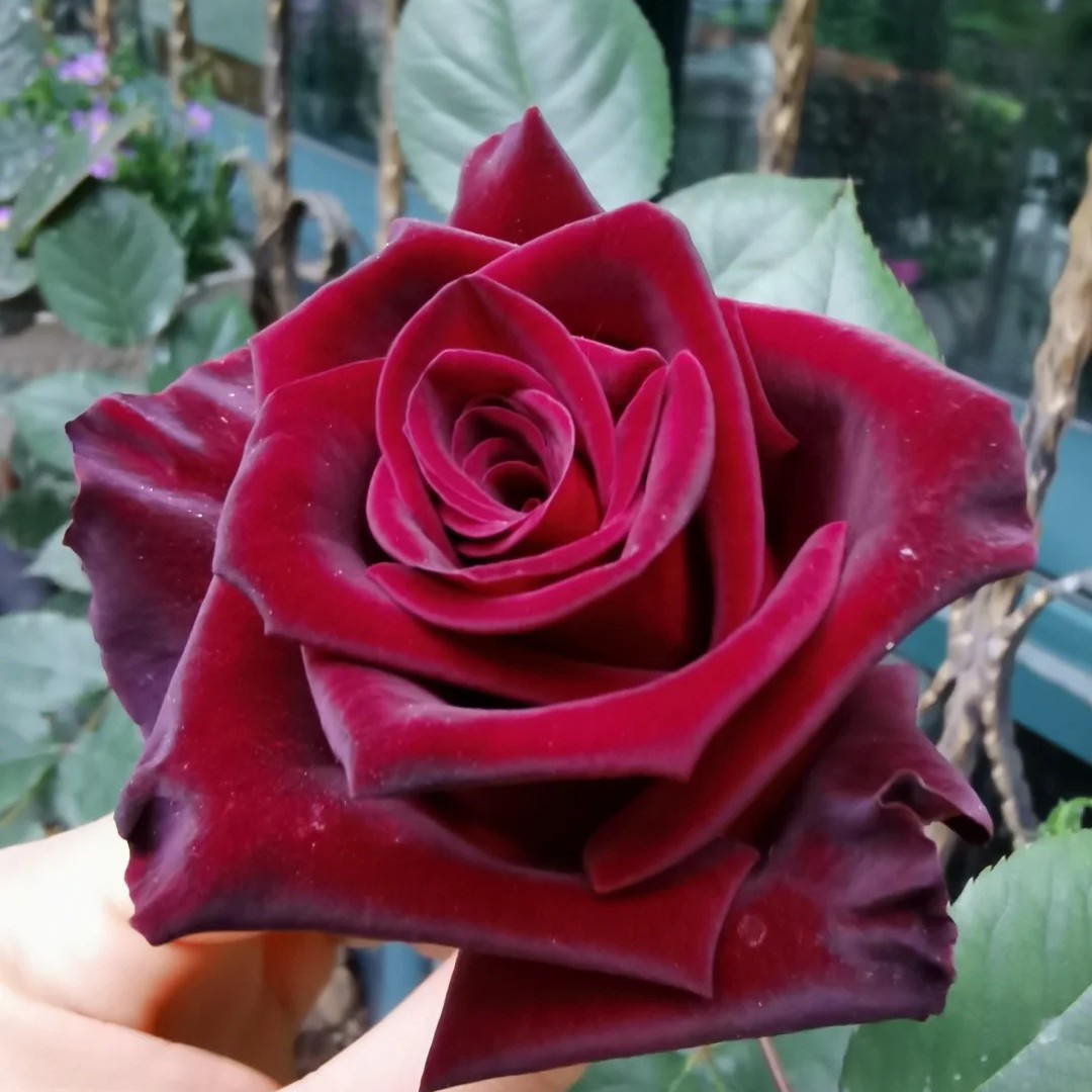 黑魔术月季玫瑰花苗大花